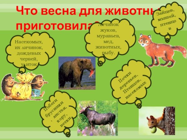 Животный мир весной для дошкольников