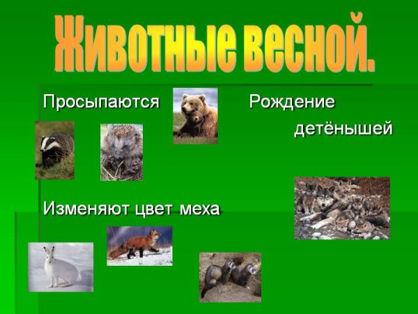 Животные весной для детей