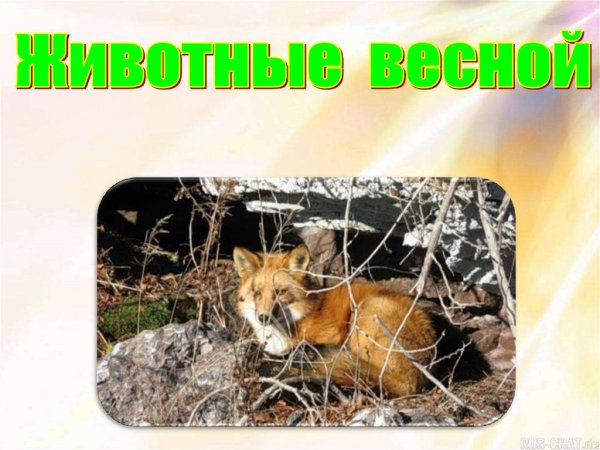 Лесные жители зимой