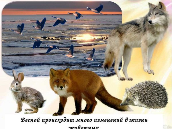Животные весной для детей