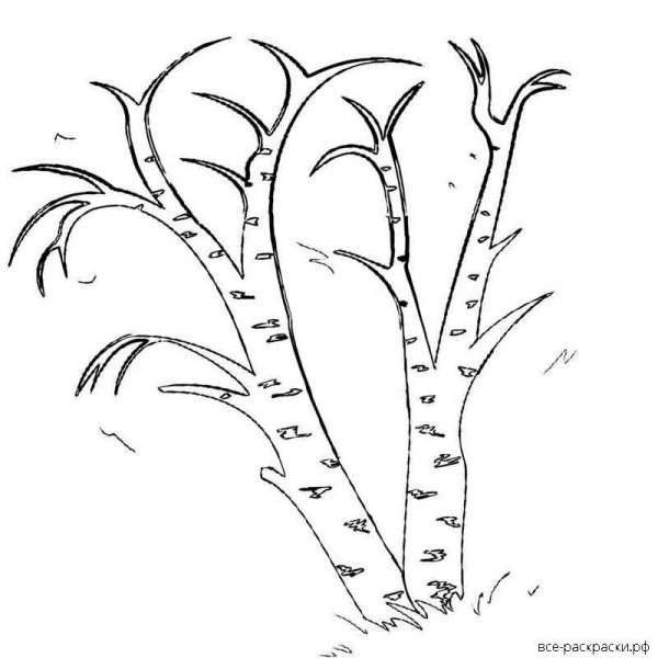 Веточка дерева раскраска для детей