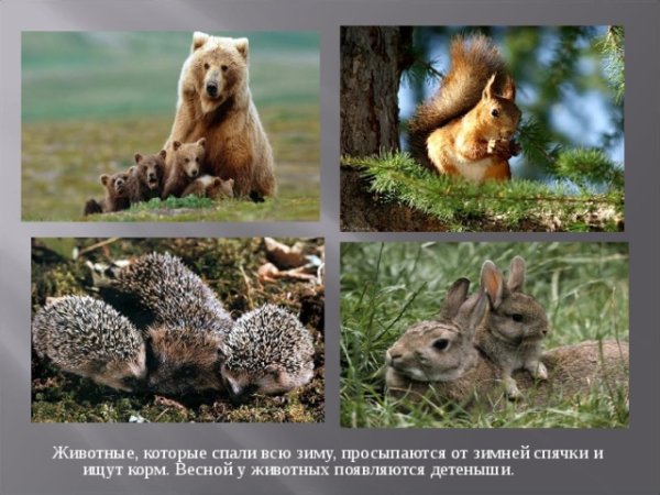 Звери просыпаются весной