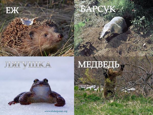 Весна животные просыпаются