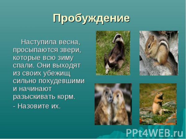 Звери просыпаются весной