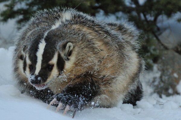 Енотовидный барсук