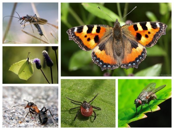 Насекомые просыпаются весной