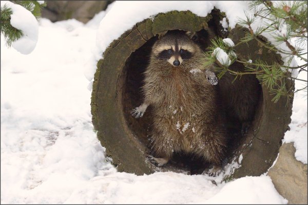 Енот-полоскун в спячке