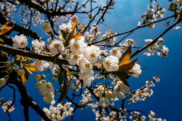 Природа весной