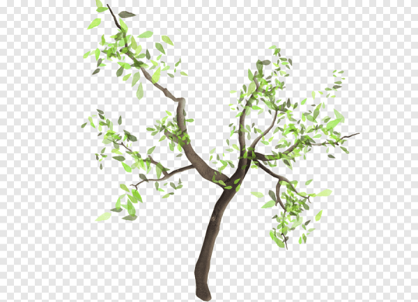 Ветка дерева