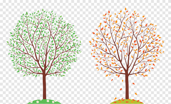 Деревья зимой для детей