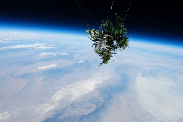 Космическая растительность