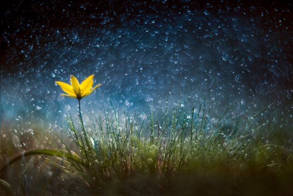 Весенние цветы ночью