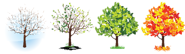 Зеленый лист дерева