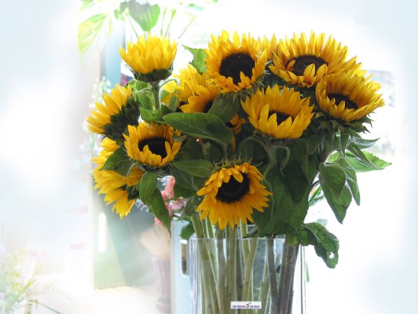 Пожелание хорошего дня на украинском языке