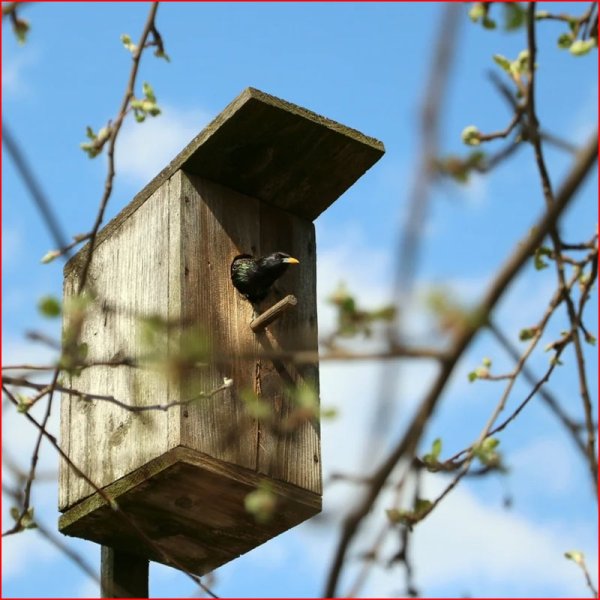 Скворечник для Скворцов