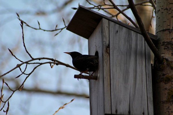Скворечник в живописи