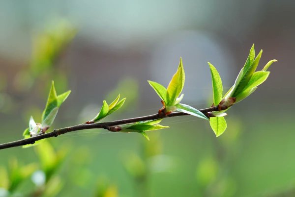 Распускаются почки на деревьях