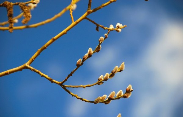 Ветки деревьев весной