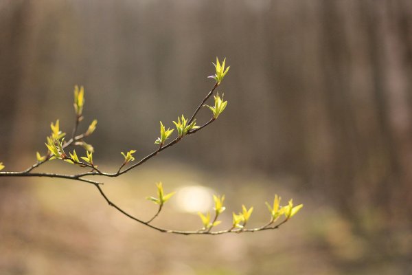 Весенняя веточка