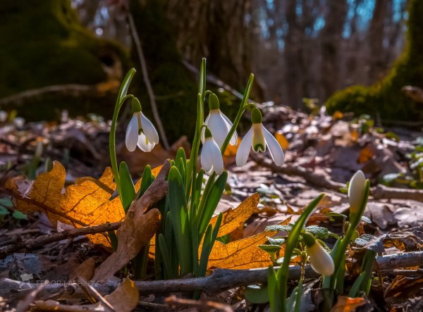 Подснежник кавказский – Galanthus caucasicus (Baker) Grossh
