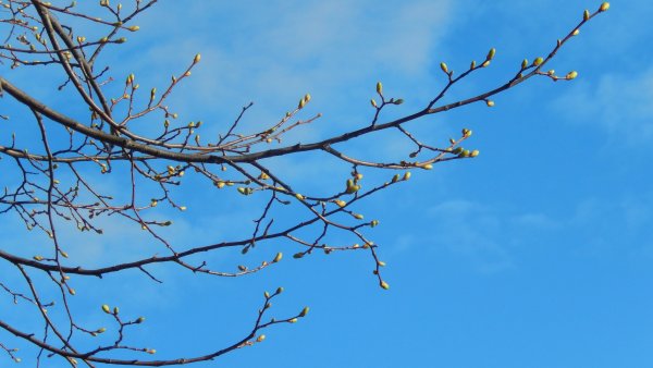 Весенняя ветка