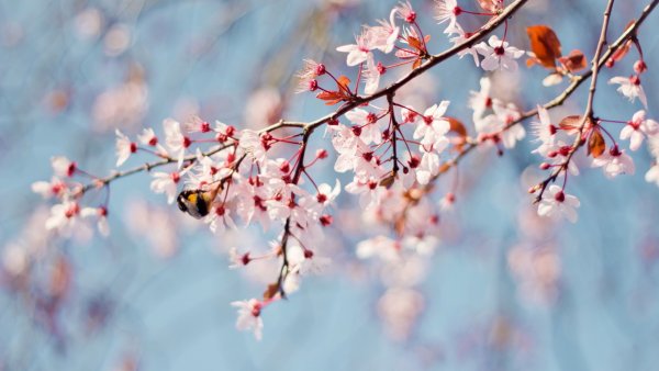 Весенняя веточка