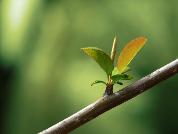 Первые листья на деревьях