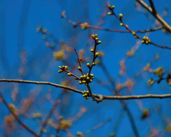 Ветка дерева