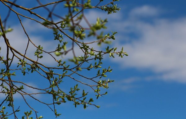 Ветка на фоне неба