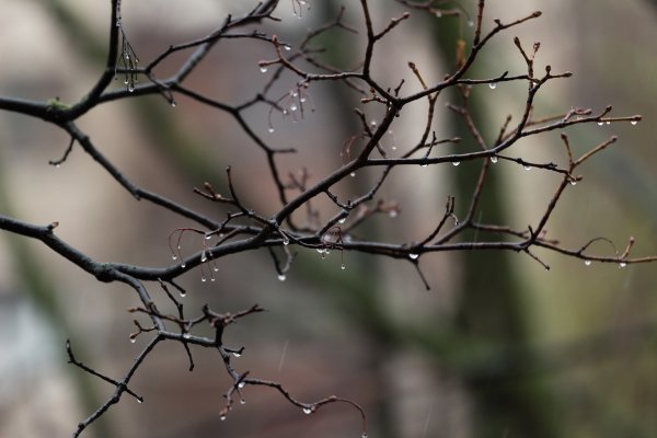 Ветка дерева