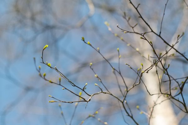 Ветка с почками