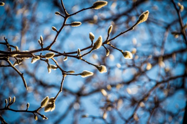 Ветка дерева ранней весной