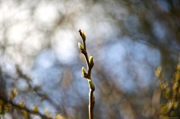 Весна ветки почки