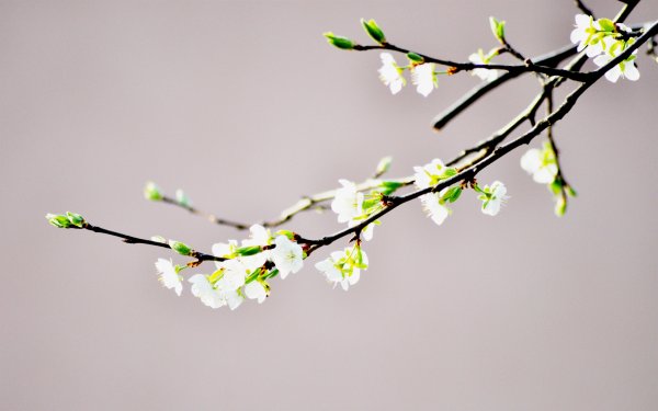 Красивая веточка