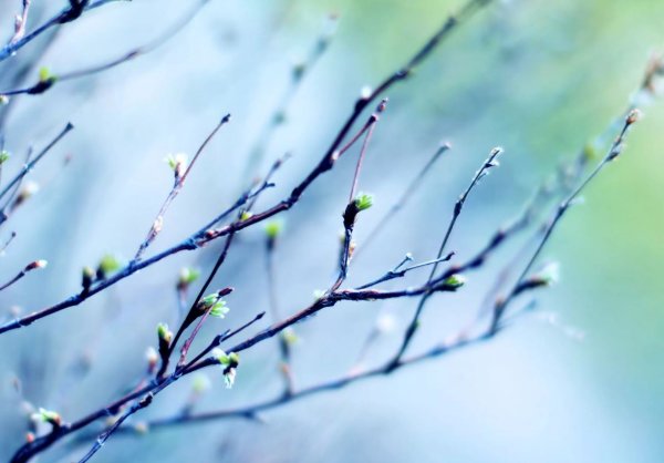 Набухают почки