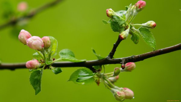 Распускающиеся почки березы