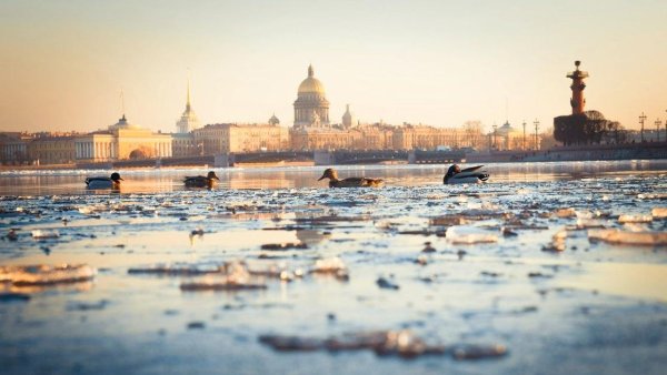 Исаакиевский собор тюльпаны