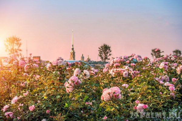 Санкт-Петербург май