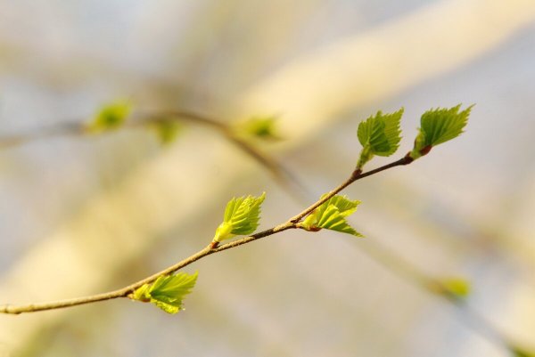 Ольха распускание листочков