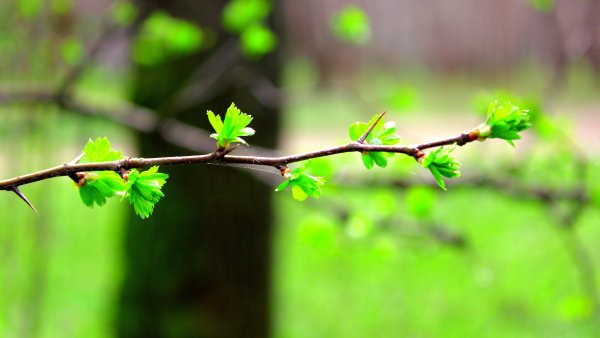 Первые листочки