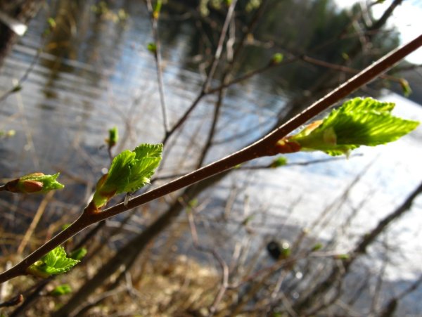 Весна первые листочки