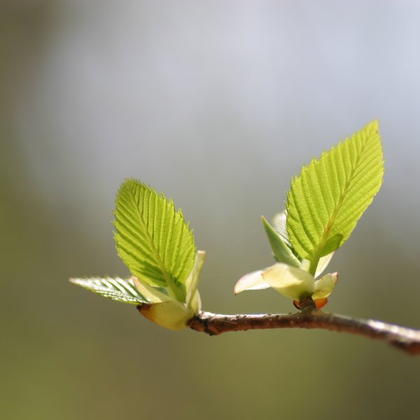 Распускаются листочки
