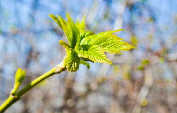 Первые листочки