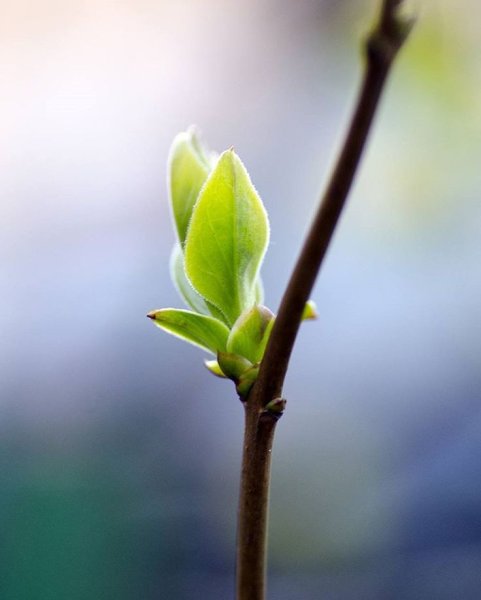 Первые листочки на деревьях