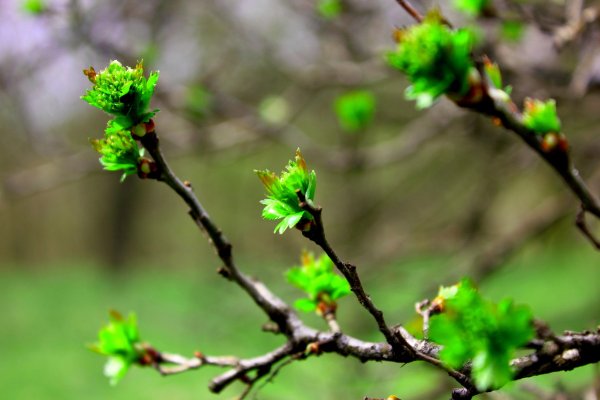 Тополь распускание почек
