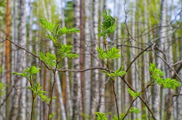 Весна почки распускаются