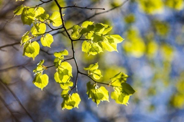 Первые листочки на деревьях