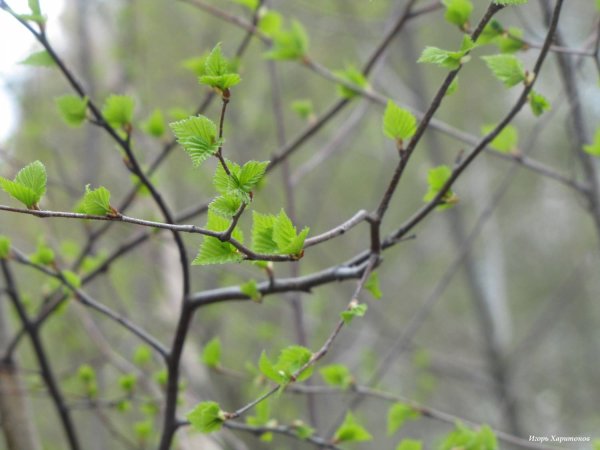 Первые листочки на деревьях