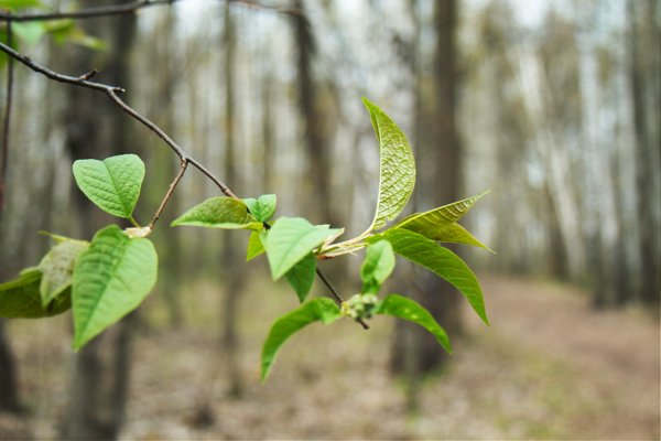 Весенняя ветка распуская свои смолистые почки