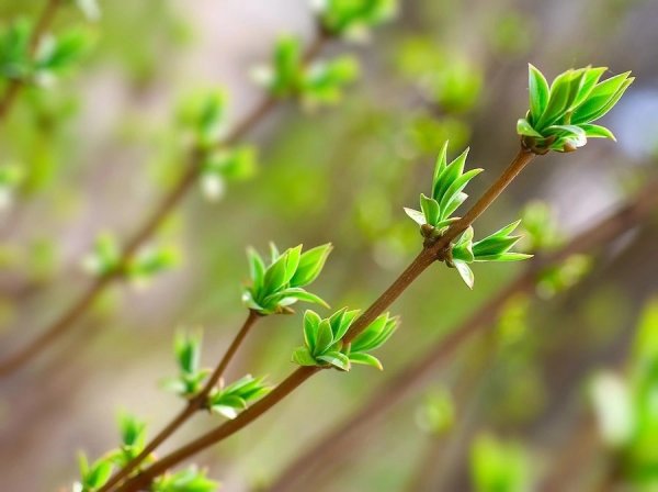 Черемуха обыкновенная почки